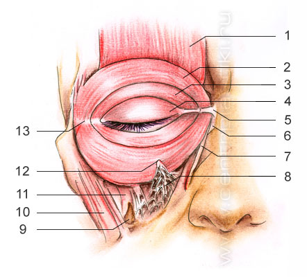 Блефаропластика