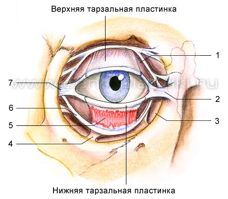 Блефаропластика