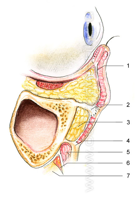 Блефаропластика