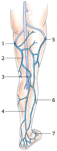 Строение вен