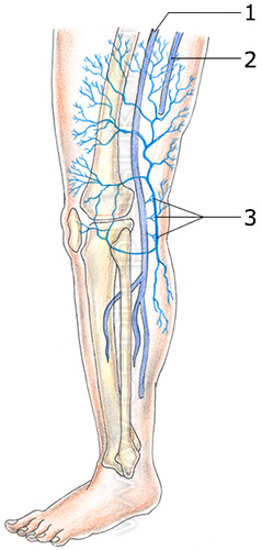 Строение вен