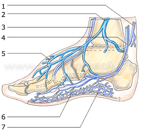 Строение вен
