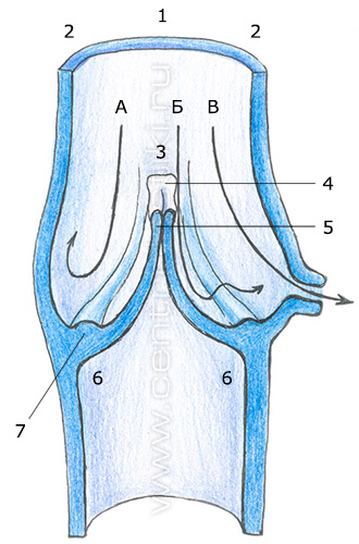 Строение вен