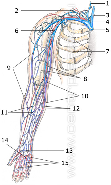 Строение вен