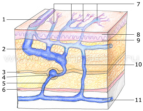 Сосудистые звездочки