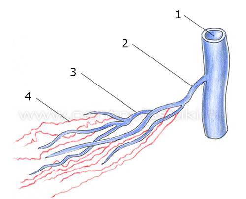 Сосудистые звездочки