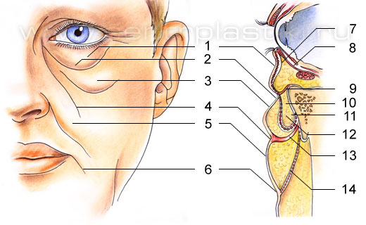 Подтяжка средней зоны лица