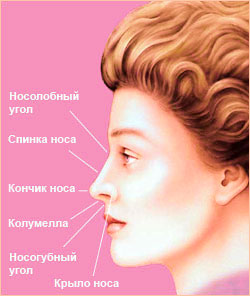 Пластика носа - Форма носа 1