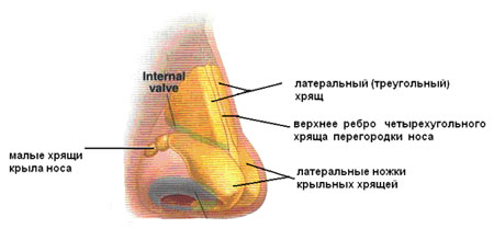 Искривление носовой перегородки